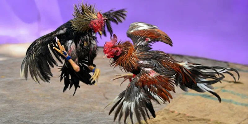 cac-hinh-thuc-da-ga-tren-mang-pho-bien