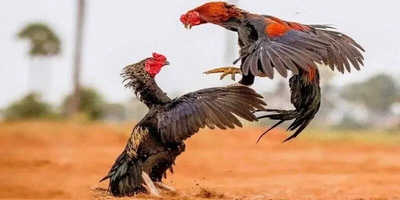 Đá gà trực tuyến mang đến giây phút hồi hộp và gây cấn